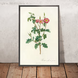 Sweet Briar (Rosa rubiginosa) by Pierre Joseph Redouté, 1817