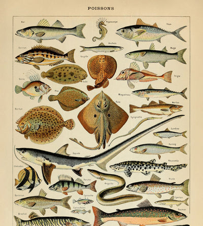 Fish by Adolphe Millot, 1890