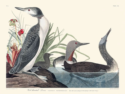 Colimbo cuellirrojo, de John James Audubon, 1827