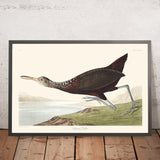 Scolopaceus Courlan di John James Audubon 1827 