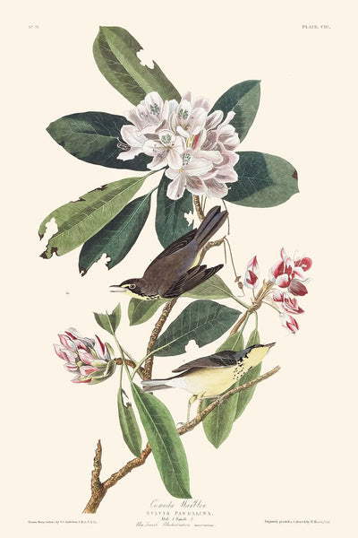 Curruca canadiense, por John James Audubon, 1827