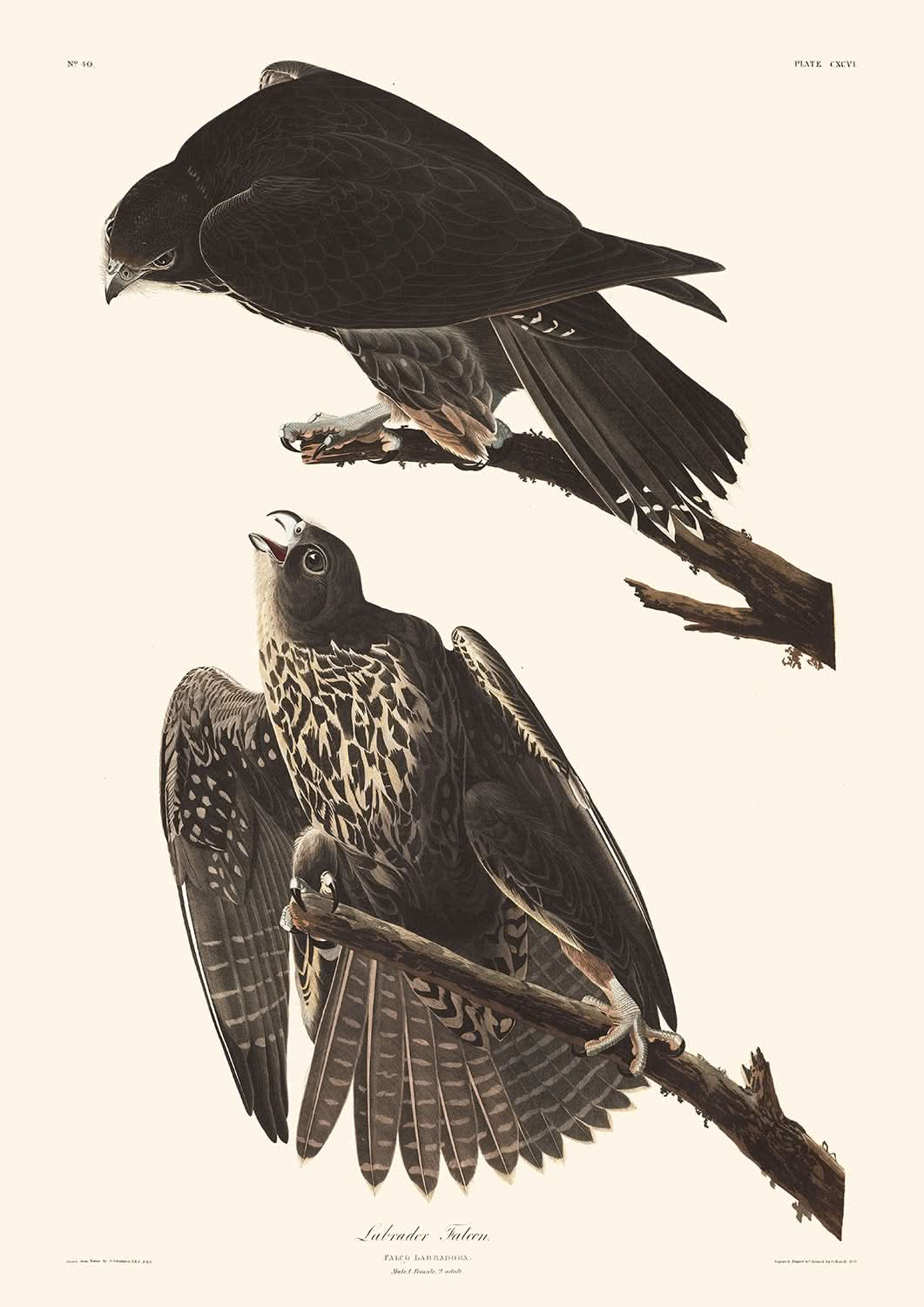 Halcón labrador, de John James Audubon, 1827