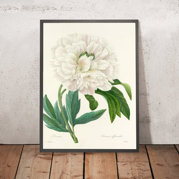 A framed image of Common Peony (Paeonia officinalis, Plate 72) by Pierre Joseph Redouté, 1827