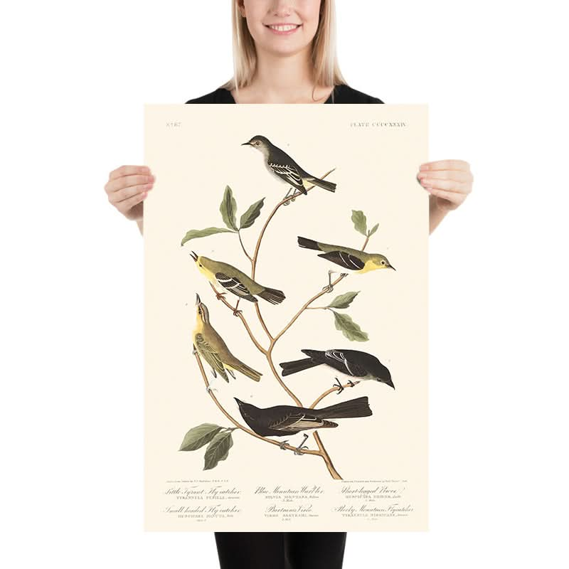 Kleiner Tyrannenschnäpper, Kleinkopfschnäpper, Blauer Bergwaldsänger, Bartramvireo, Kurzbeiniger Pewee, Rocky-Mountain-Fliegenschnäpper von John James Audubon, 1827