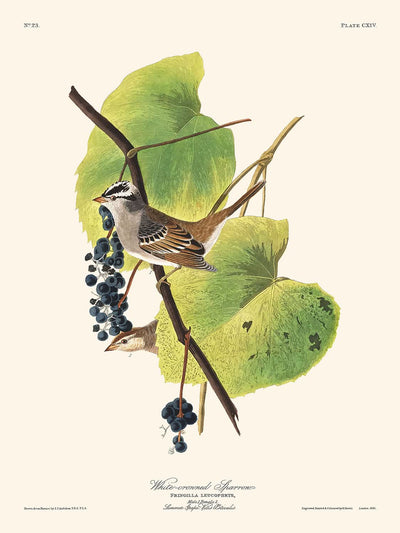 White-crowned Sparrow by John James Audubon, 1827