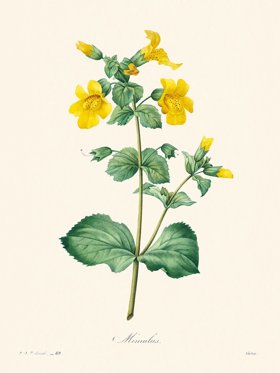 Mimulus von Pierre-Joseph Redouté, 1802