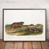 Southern Pouched Rat (Pseudostoma floridana) and Dekay’s Shrew (Sorex dekayi) by John Woodhouse Audubon, 1845