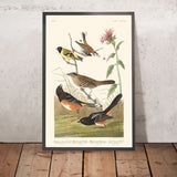 Fringuello color castagno, Siskin dal capo nero, Bunting con corona nera, Fringuello artico di terra di John James Audubon, 1827 
