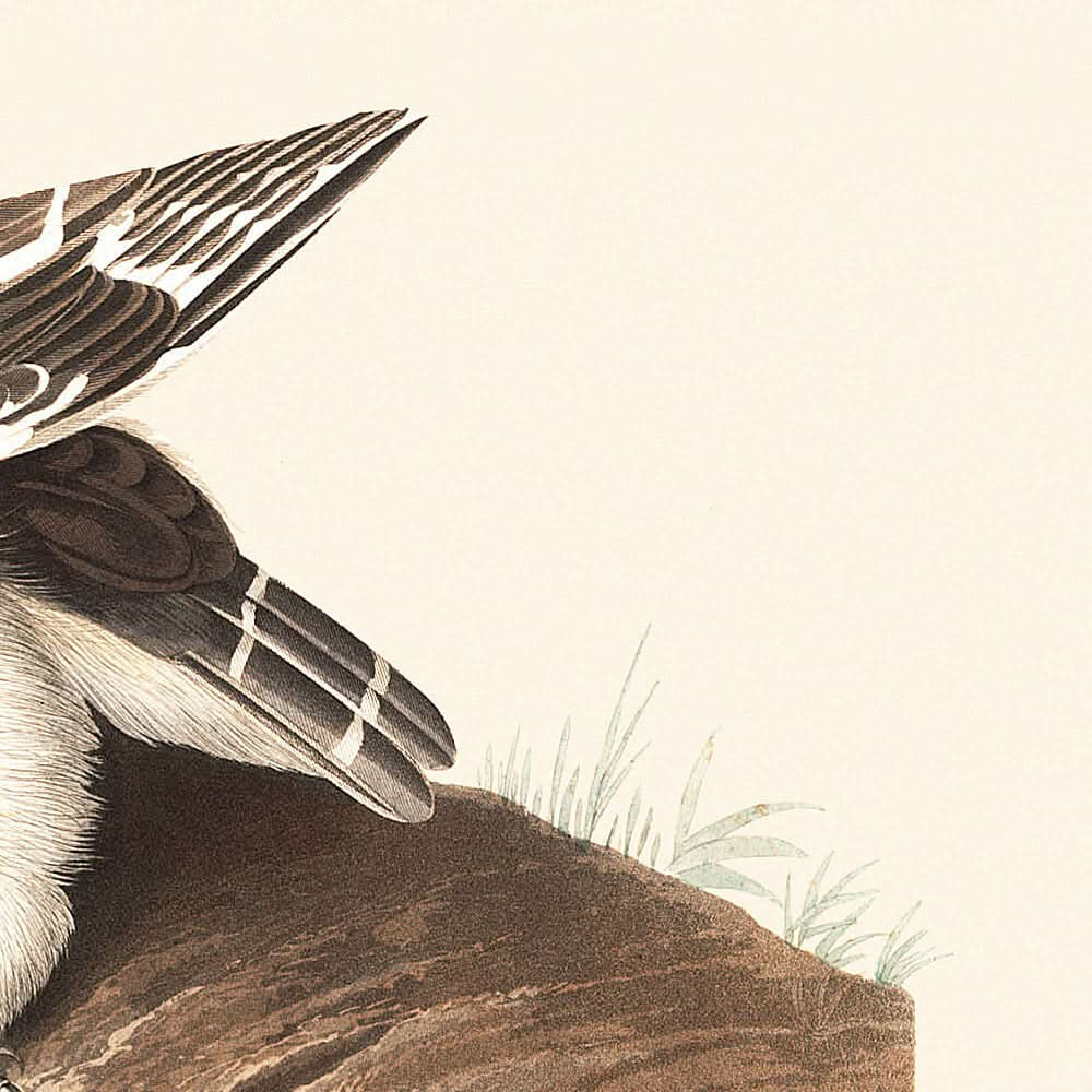 Kleine Eule von John James Audubon, 1827