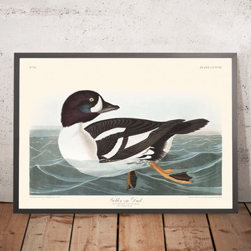 Anatra Golden-Eye (Tavola 403) di John James Audubon, 1827 