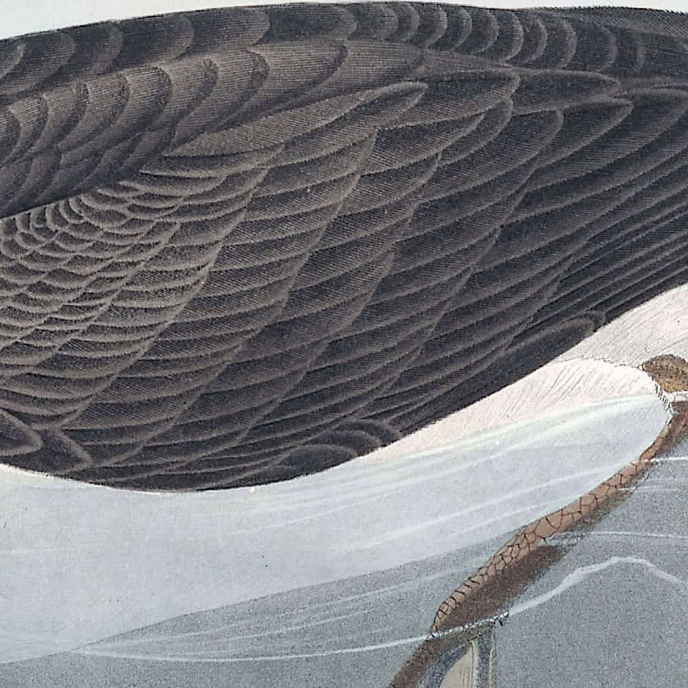 Manks Shearwater von John James Audubon, 1827