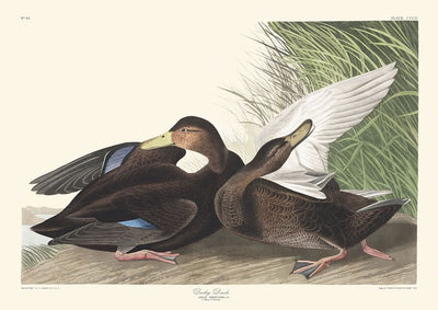 Canard sombre de John James Audubon, 1827