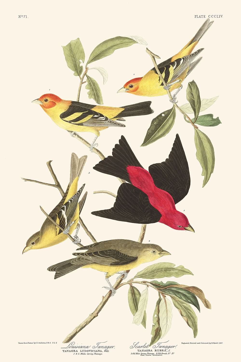 Tangara de Luisiana y Tangara Escarlata por John James Audubon, 1827