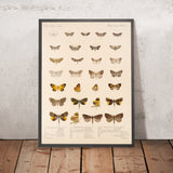 Insecta Lepidoptera-Heterocera (Plate 55) by Frederick DuCane Godman, 1879