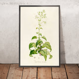 Eupatorium Dolichum (Plate 14) by Pierre Joseph Redouté, 1813