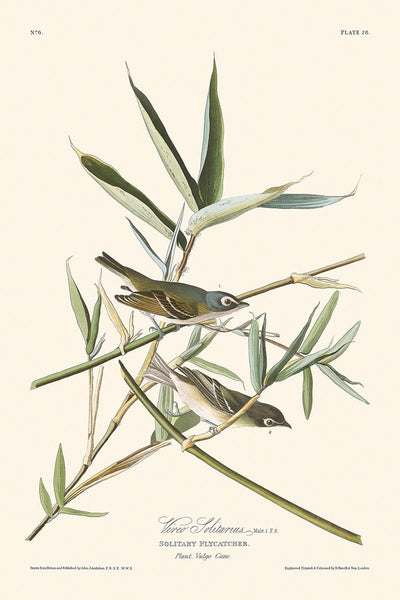 Viréo Solitarius par John James Audubon, 1827