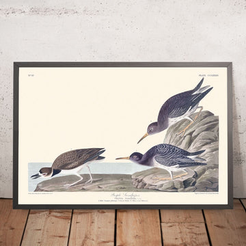 Pipistrello Viola di John James Audubon, 1827 