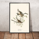 Song Sparrow by John James Audubon, 1827