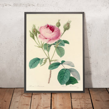 A framed image of Rose (Plate 93) by Pierre Joseph Redouté, 1827
