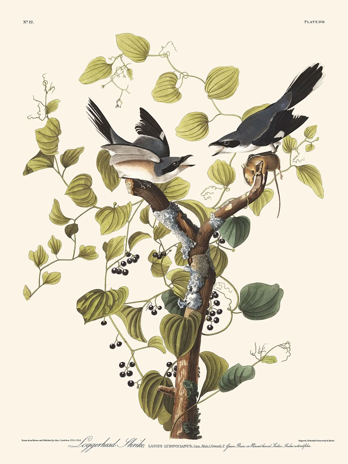 Unechter Karettwürger von John James Audubon, 1827