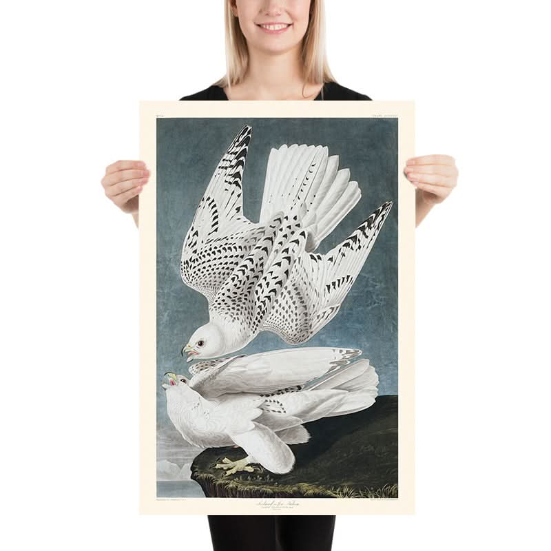 Islanda, o Falco Jer di John James Audubon, 1827 