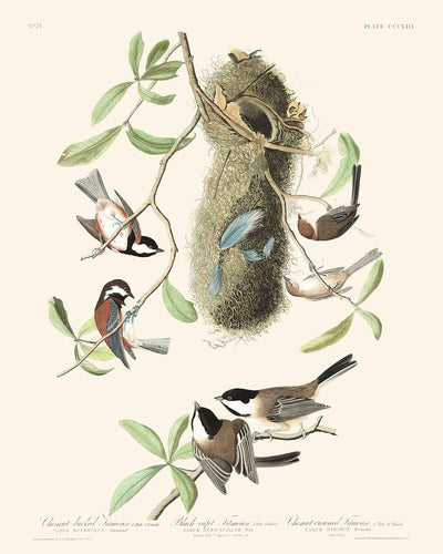 Kastanienrückenmeise, Schwarzkopfmeise und Kastanienkronenmeise von John James Audubon 1827