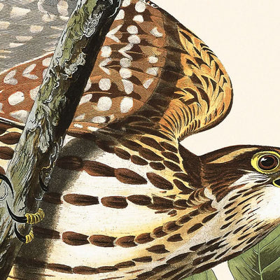 Halcón paloma, de John James Audubon, 1827