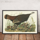 Große amerikanische Henne aus 'Vögel von Amerika' von John James Audubon, 1827 
