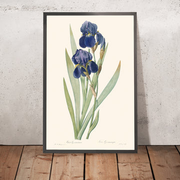 Iris Germanica Botanical Illustration by Pierre-Joseph Redouté, 1827