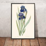 Illustrazione botanica di Iris Germanica di Pierre-Joseph Redouté, 1827 