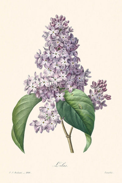Lilac Botanical Illustration by Pierre-Joseph Redouté, 1827