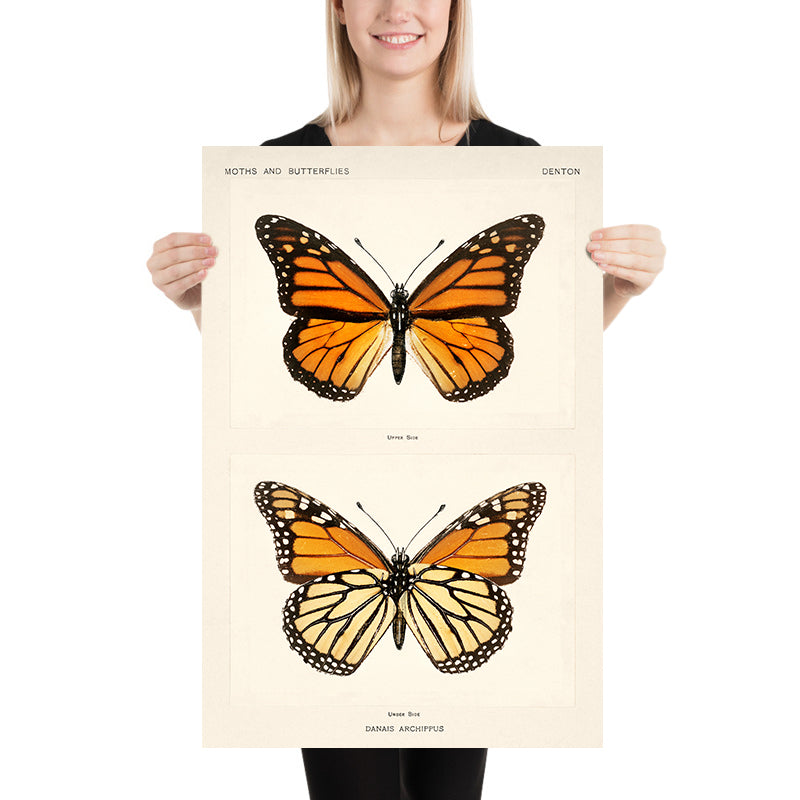 Mariposa monarca de Sherman Denton, 1900