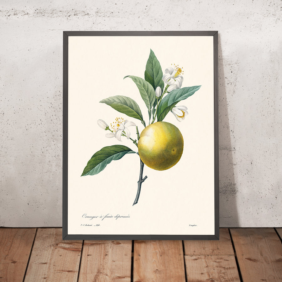 Illustrazione botanica dell&