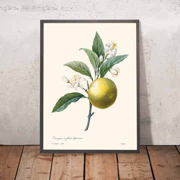 Orange Botanical Illustration by Pierre-Joseph Redouté, 1827