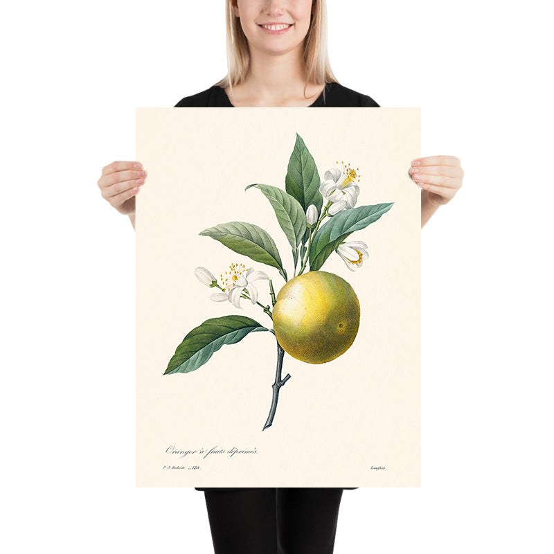 Illustrazione botanica dell&