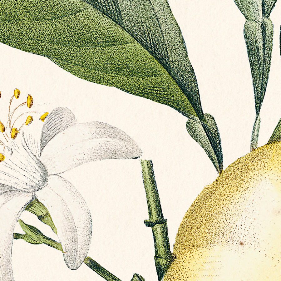 Illustrazione botanica dell&