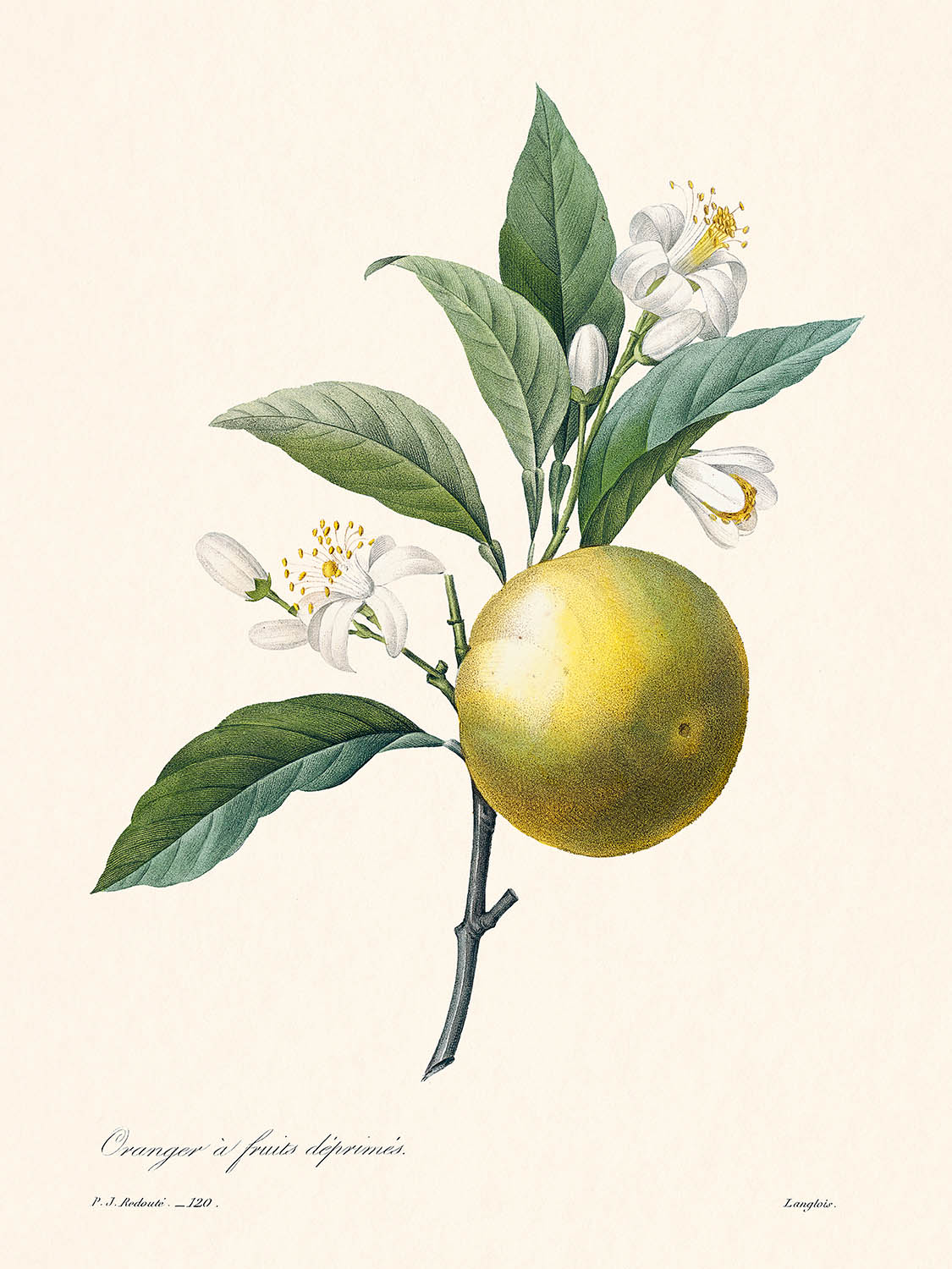 Orange Botanical Illustration by Pierre-Joseph Redouté, 1827