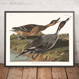 Pato de cola de alfiler (Pintail) de 'Birds of America' de John James Audubon, 1827