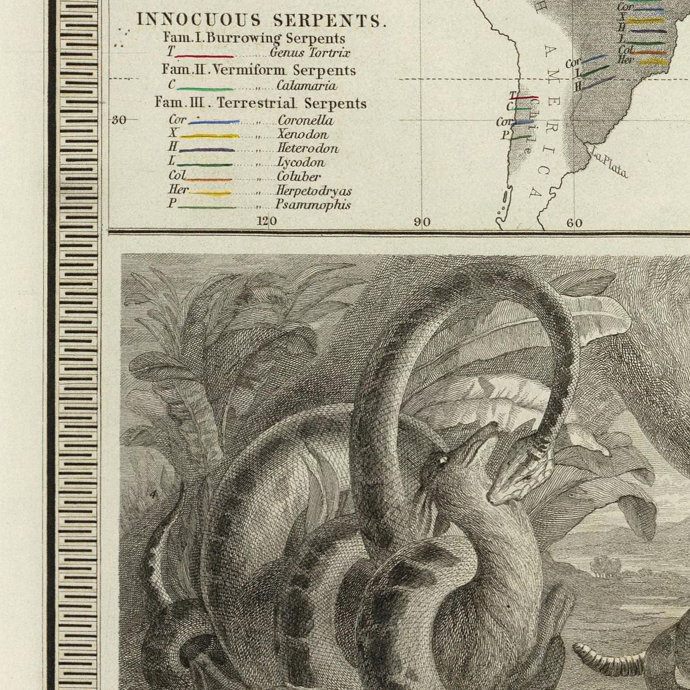 Mapa del Viejo Mundo de distribución de reptiles por Johnston, 1856: serpientes, lagartos y otras ilustraciones de reptiles