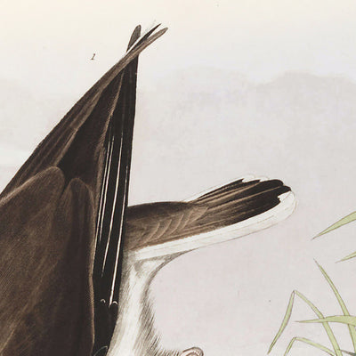 Ring Plover by John James Audubon 1827