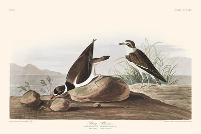 Ring Plover by John James Audubon 1827