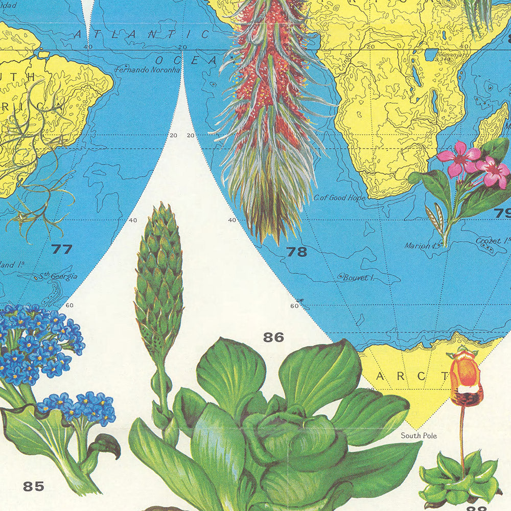 Alte Infografik-Karte der Blumenverteilung von Everard, 1972: Botanische Illustrationen, globale Flora, Topographie