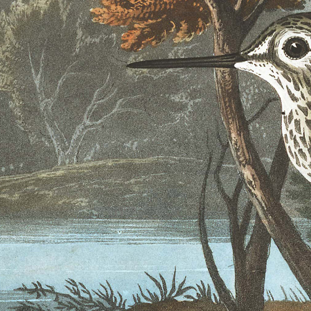 Yellow Shank by John James Audubon, 1827