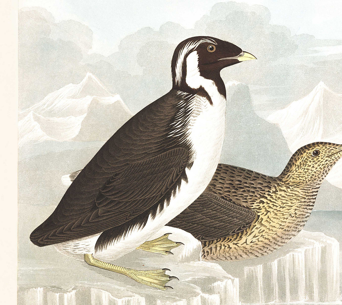 Guillemots & Auks (Seabirds) by John James Audubon, 1827 - Personalised Fine Art