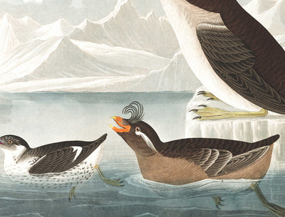 Guillemots & Auks (Seabirds) by John James Audubon, 1827 - Personalised Fine Art