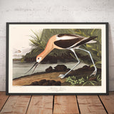 American Avocet by John James Audubon, 1827