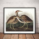 Bittern americano di John James Audubon, 1827 