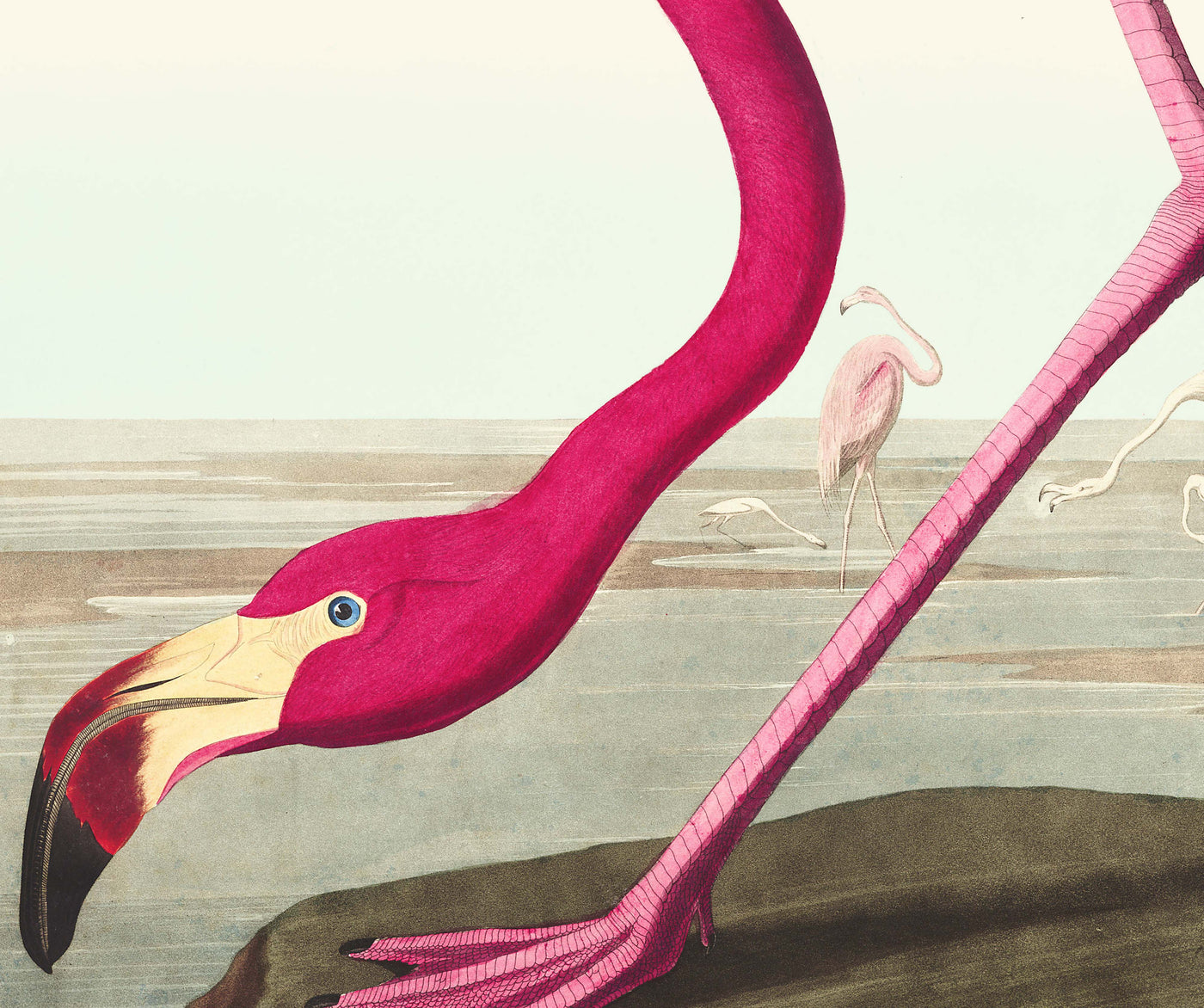 American Flamingo por John James Audobon, 1827 - Arte personalizado