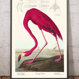 Flamant rose américain par John James Audubon, 1827 