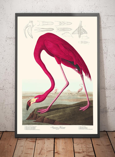 Amerikanischer Flamingo von John James Audobon, 1827 - Personalisierte Kunst